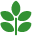 green border flower