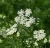 White umbel flowers and immature seeds of anise (Pimpinella anisum) against a green foliage background.