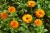 Orange calendula flowers (Calendula officinalis) with green leaves in the background.