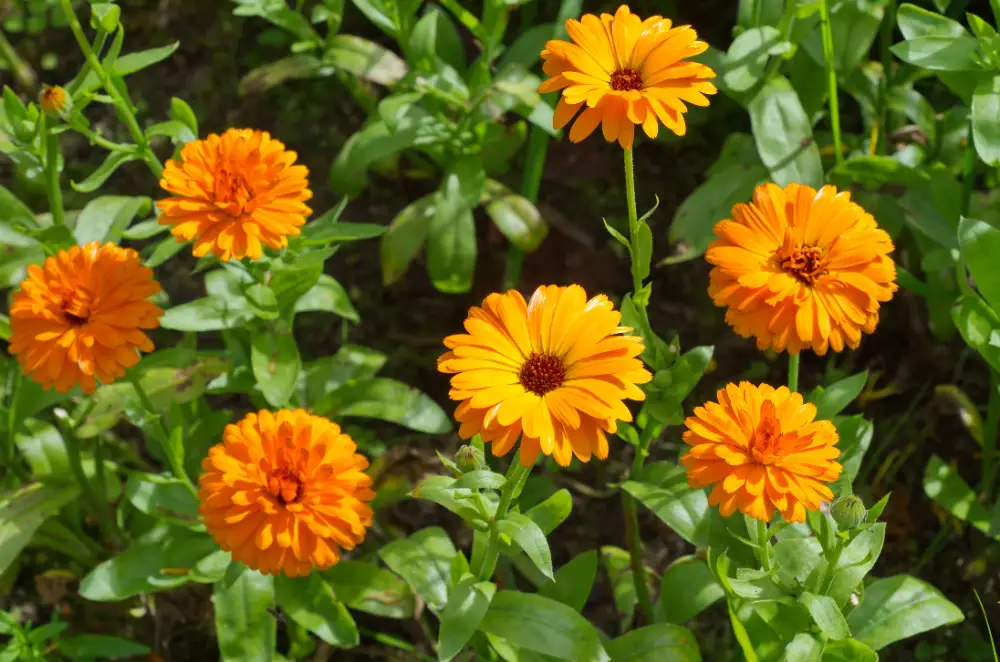 Orange calendula flowers (Calendula officinalis) with green leaves in the background.