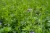 Purple flowering alfalfa (Medicago sativa) with green trifoliate leaves in bloom.