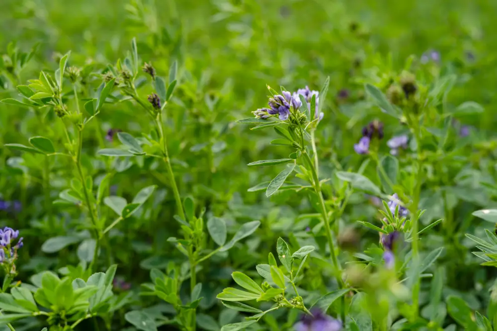 Purple flowering alfalfa (Medicago sativa) with green trifoliate leaves in bloom.