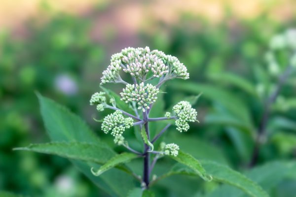 Boneset (Eupatorium perfoliatum) - Image 2