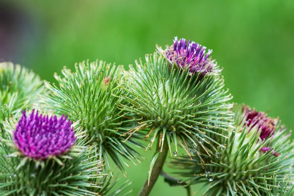 Burdock (Arctium) with green spiky burrs and pinkish‑purple flowers, large leaves behind.