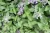 Catnip (Nepeta cataria) plant with green serrated leaves and spikes of pale purple flowers.