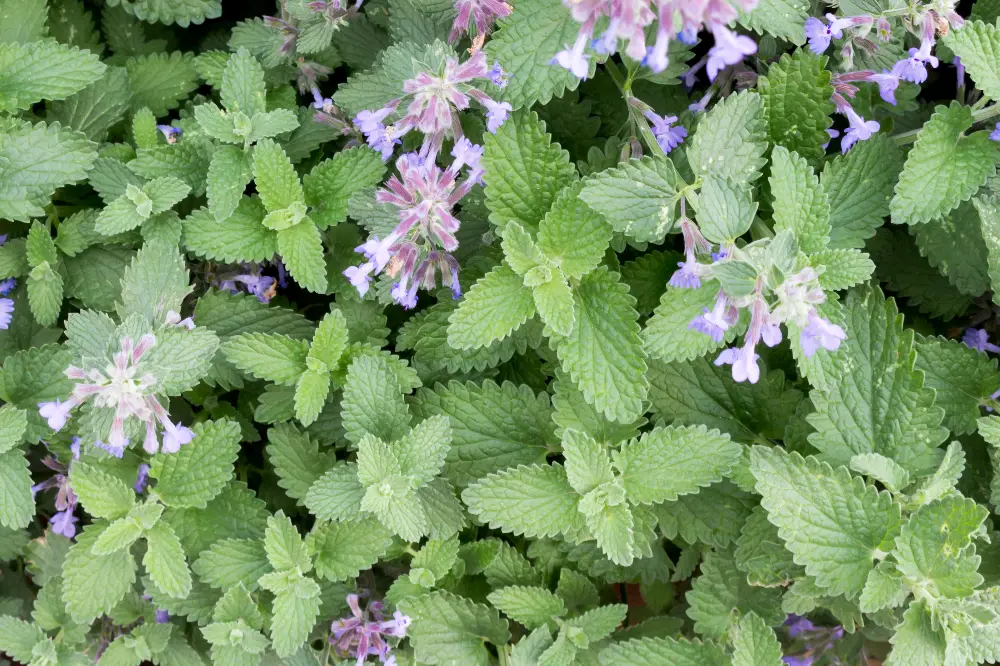 Catnip (Nepeta cataria) plant with green serrated leaves and spikes of pale purple flowers.