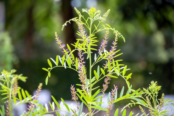 Licorice Root (Glycyrrhiza glabra) - Image 2