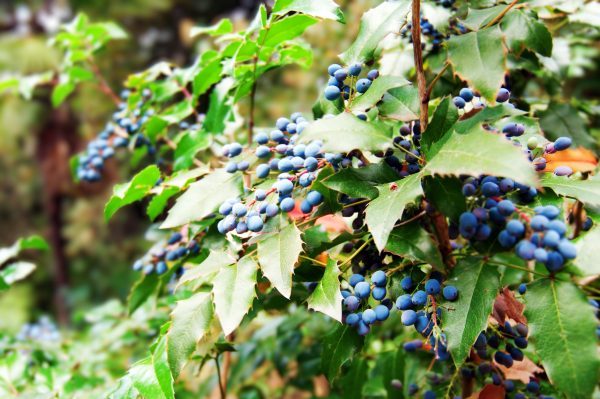 Oregon Grape Root (Berberis aquifolium) - Image 3