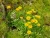 Yellow daisy‑like flowers of Mountain Arnica (Leopard’s Bane) with green textured leaves.