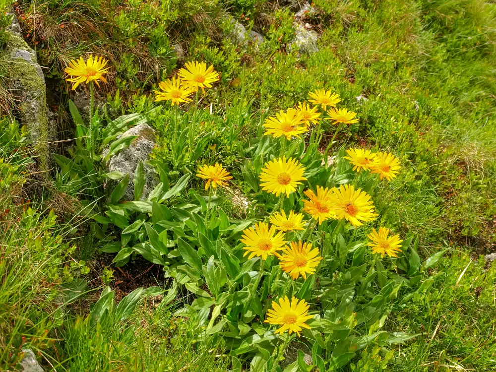 Yellow daisy‑like flowers of Mountain Arnica (Leopard’s Bane) with green textured leaves.