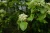 Native Black‑Haw shrub with white flower clusters and mature blue‑black berries (Viburnum prunifolium)