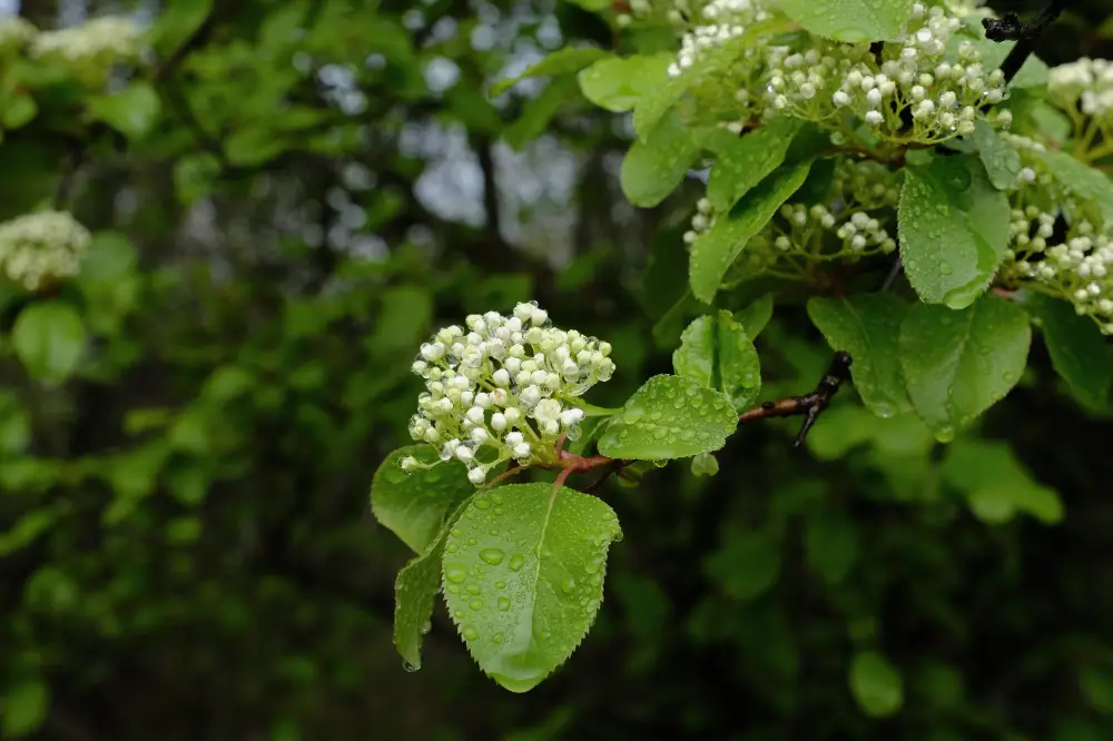 Native Black‑Haw shrub with white flower clusters and mature blue‑black berries (Viburnum prunifolium)