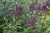 Blue vervain (Verbena hastata) with vertical clusters of small bluish-purple flowers on green stems.