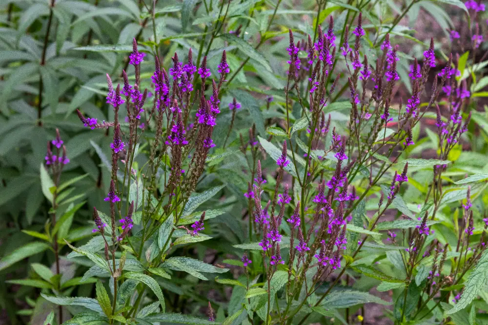 Blue vervain (Verbena hastata) with vertical clusters of small bluish-purple flowers on green stems.