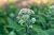 Boneset (Eupatorium perfoliatum) with clusters of small white flowers and green leaves.