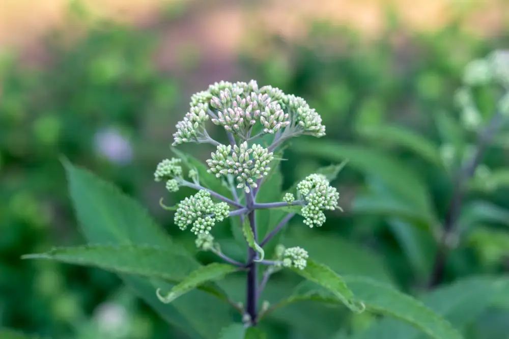 Boneset (Eupatorium perfoliatum) with clusters of small white flowers and green leaves.