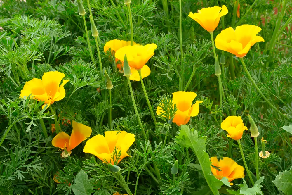 California poppy with bright orange petals and delicate green foliage in the background.