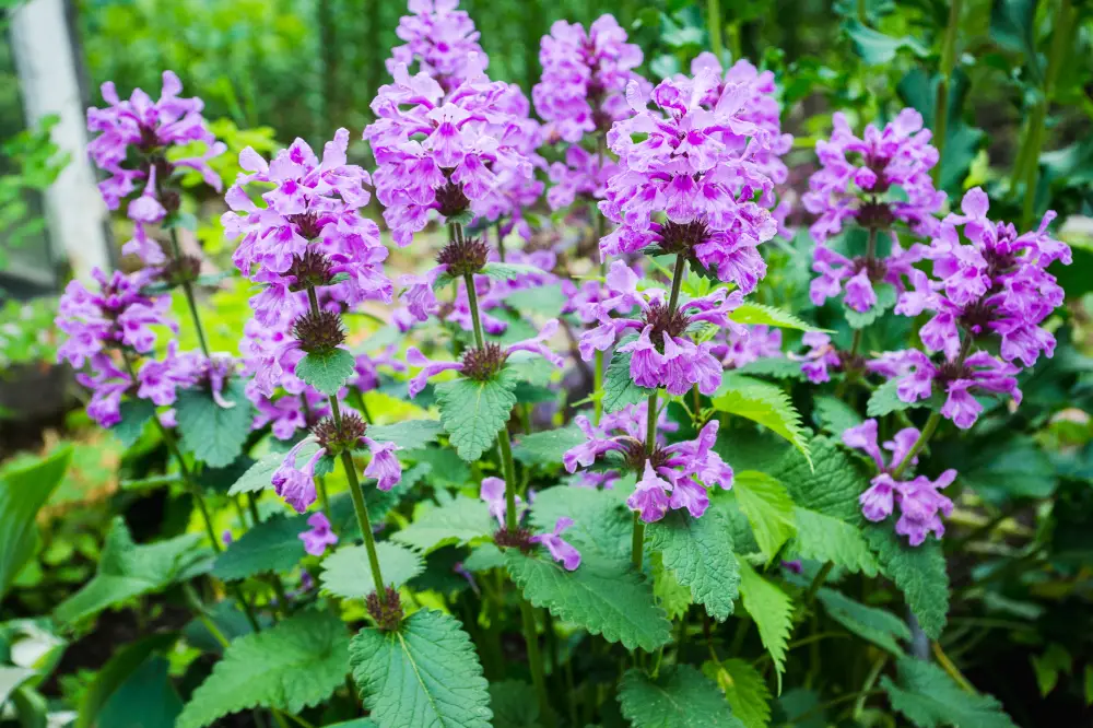 Close‑up of Wood Betony (Stachys officinalis) showing purple‑pink flower spikes and toothed green leaves in dappled woodland light.