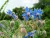 Borage plant with blue star-shaped flowers and fuzzy stems – Borago officinalis blooming in natural surroundings.
