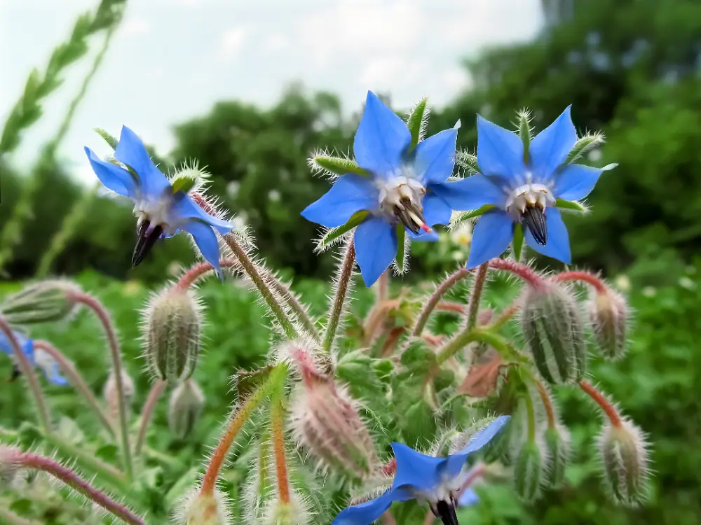 Borage plant with blue star-shaped flowers and fuzzy stems – Borago officinalis blooming in natural surroundings.