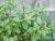 Green-leafed Tulsi (Holy Basil) plant with purple flower spikes – Ocimum tenuiflorum.