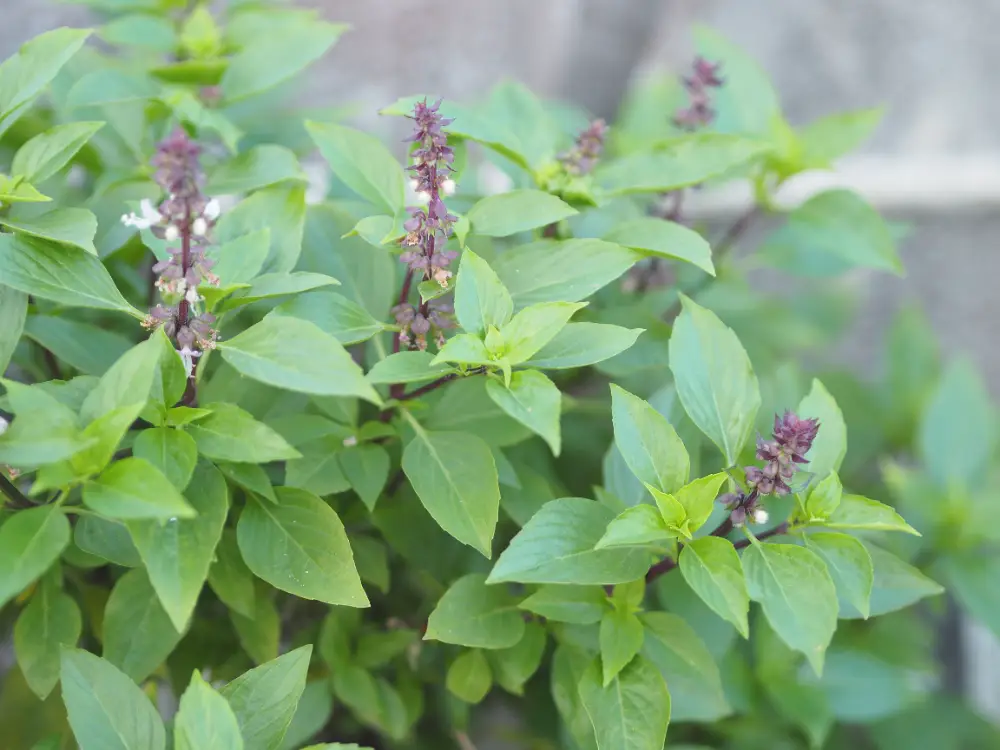 Green-leafed Tulsi (Holy Basil) plant with purple flower spikes – Ocimum tenuiflorum.