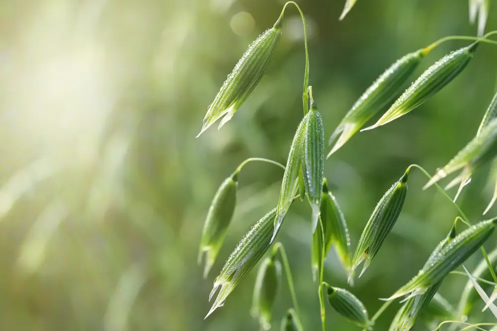 Milky oats (Avena sativa) seed heads with morning dew, gently swaying on green stems in soft sunlight.