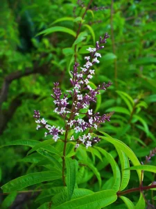 Lemon verbena plant (Aloysia citrodora) with lance‑shaped green leaves in a garden setting.