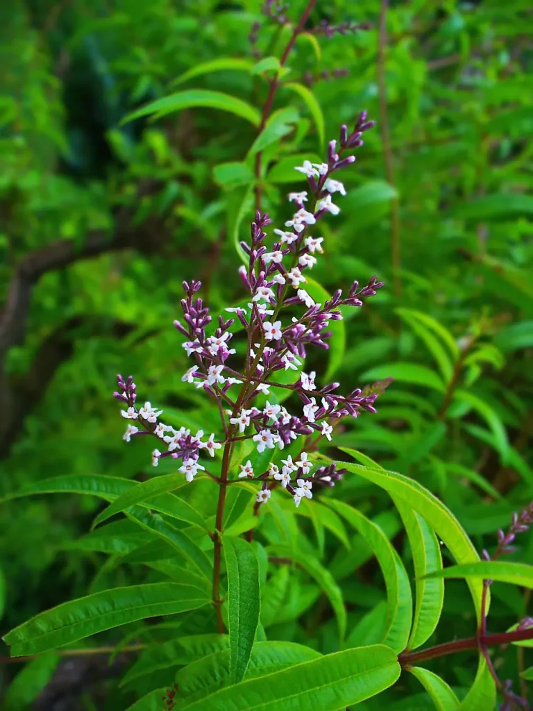 Lemon verbena plant (Aloysia citrodora) with lance‑shaped green leaves in a garden setting.