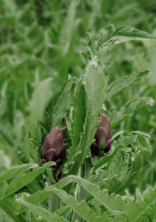 Artichoke,Cynara scolymus