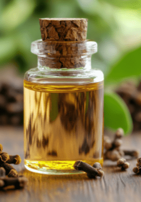 Clover Essential Oil
