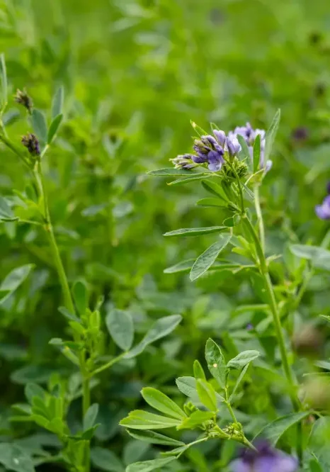 Purple flowering alfalfa (Medicago sativa) with green trifoliate leaves in bloom.