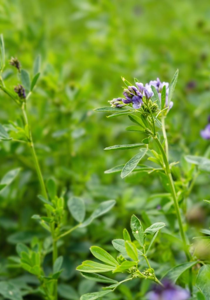 Alfalfa1