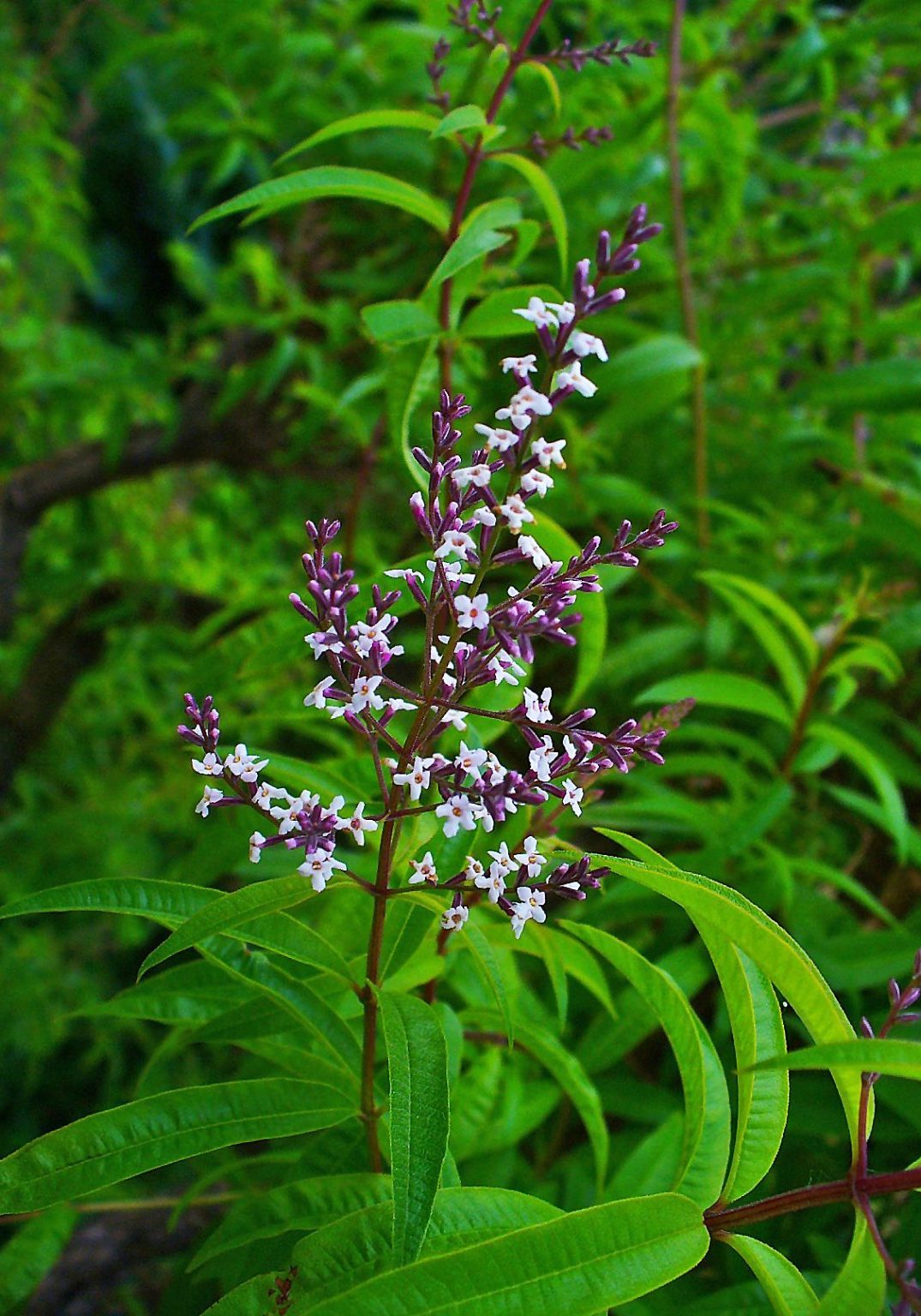 Aloysia_citriodora_002
