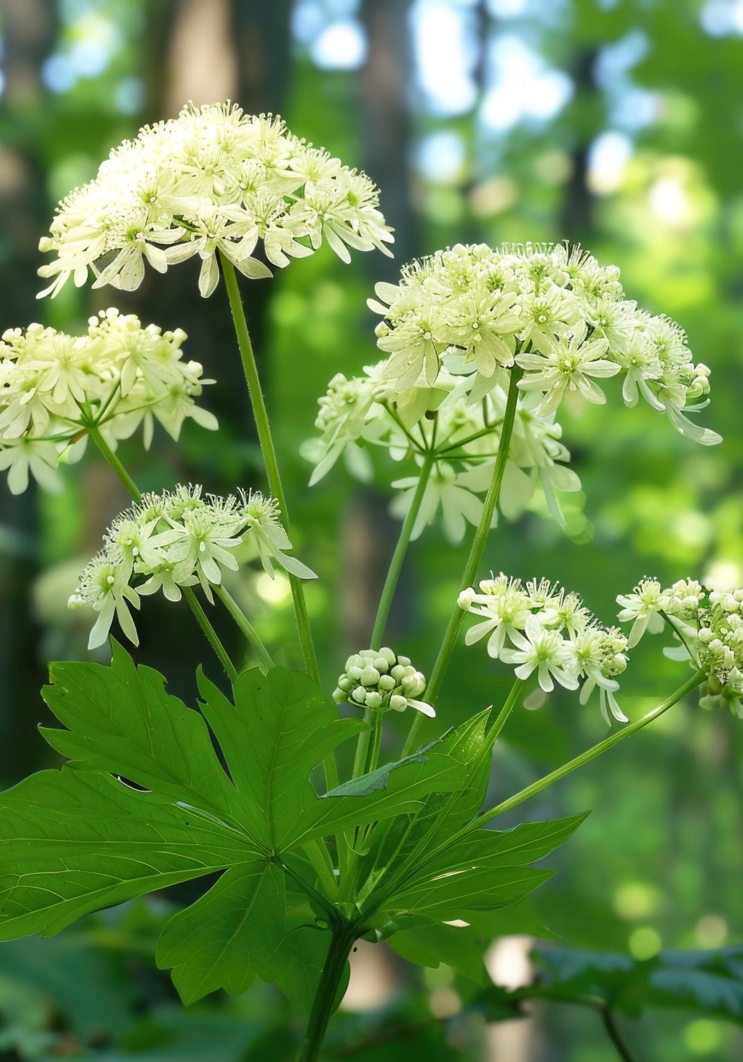 Angelica root2