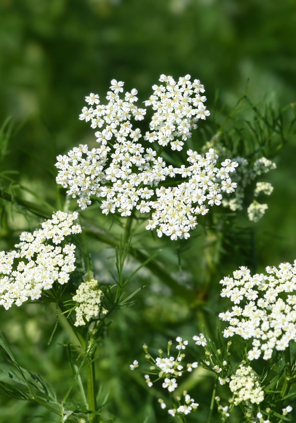 Anise