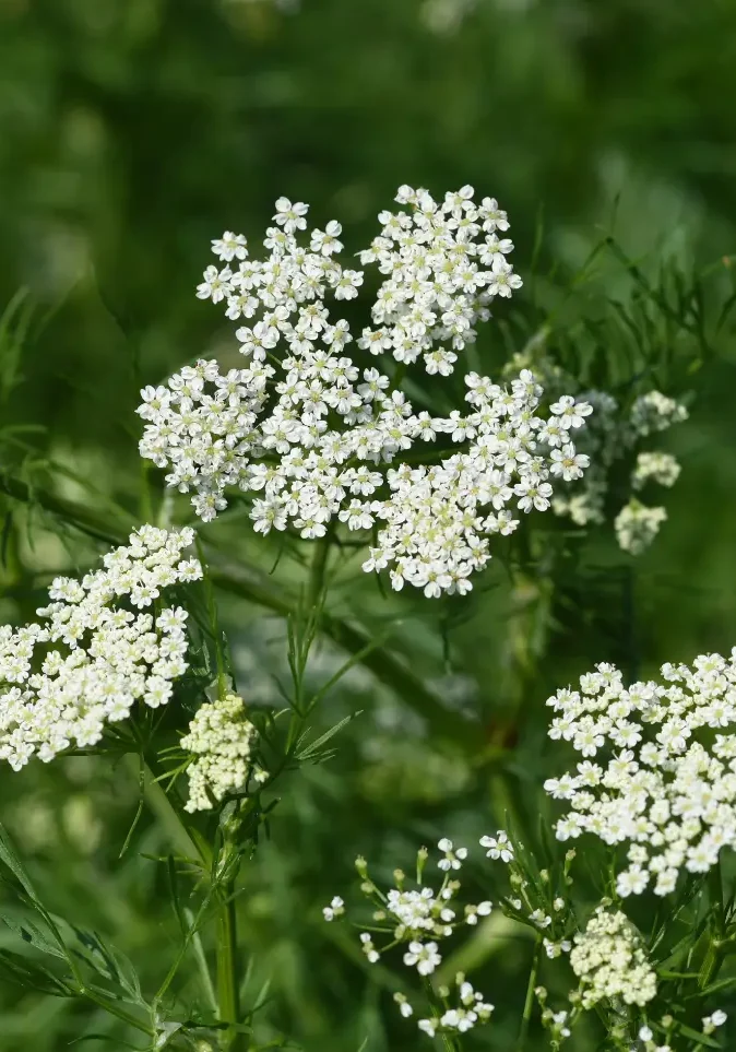 White umbel flowers and immature seeds of anise (Pimpinella anisum) against a green foliage background.