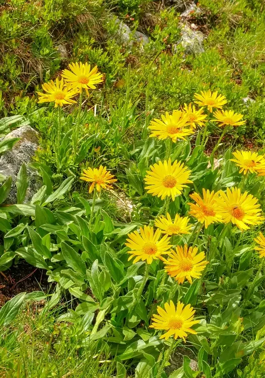 Yellow daisy‑like flowers of Mountain Arnica (Leopard’s Bane) with green textured leaves.