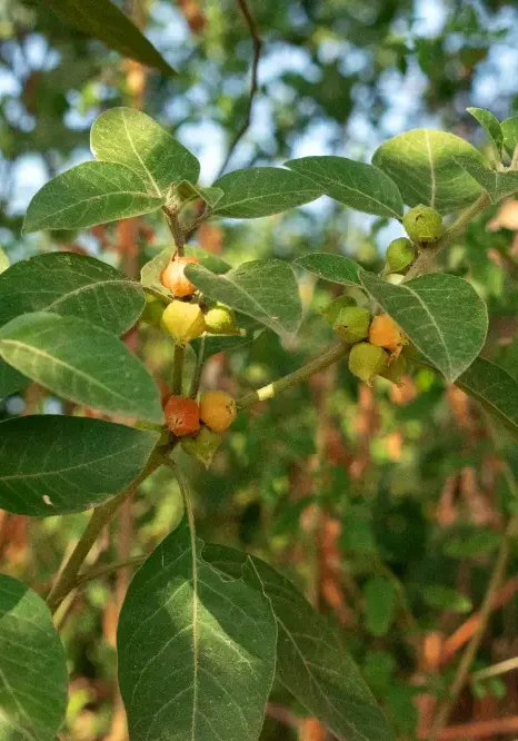 Ashwagandha