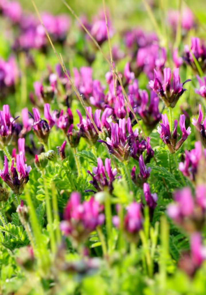 Astragalus root