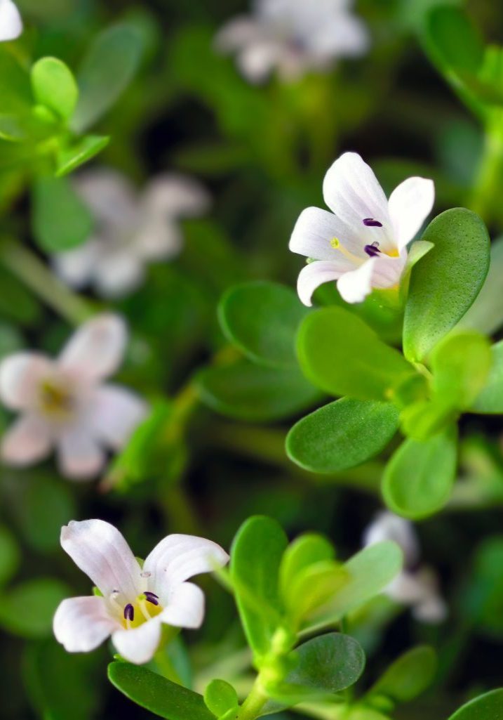 Bacopa