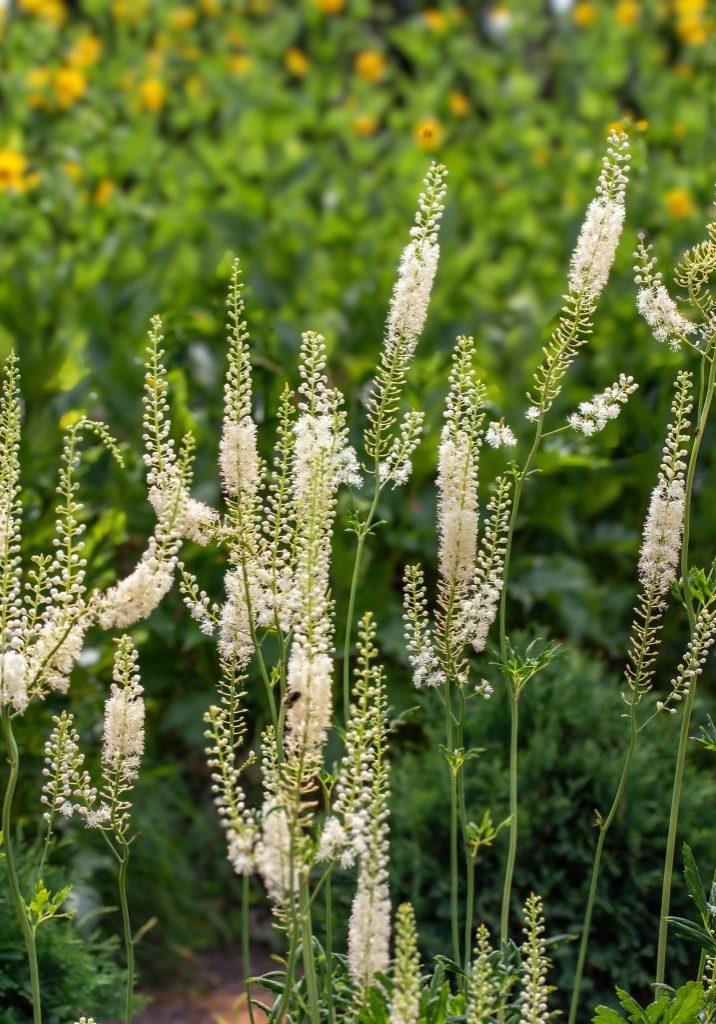 Black Cohosh root