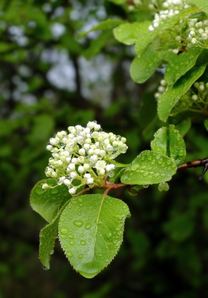 Black Haw