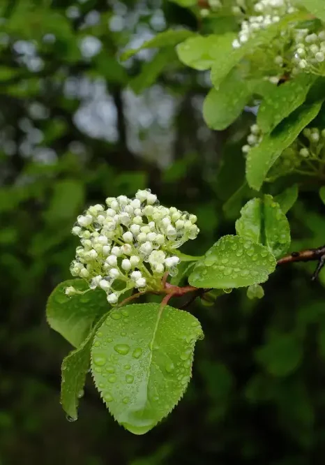 Native Black‑Haw shrub with white flower clusters and mature blue‑black berries (Viburnum prunifolium)