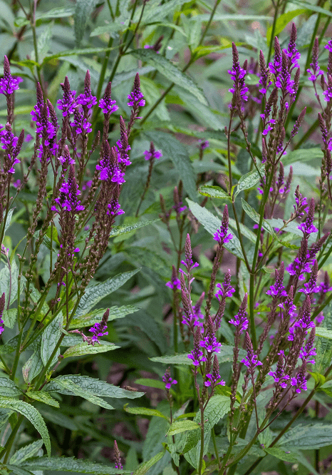 Blue Vervain Blue Vervain