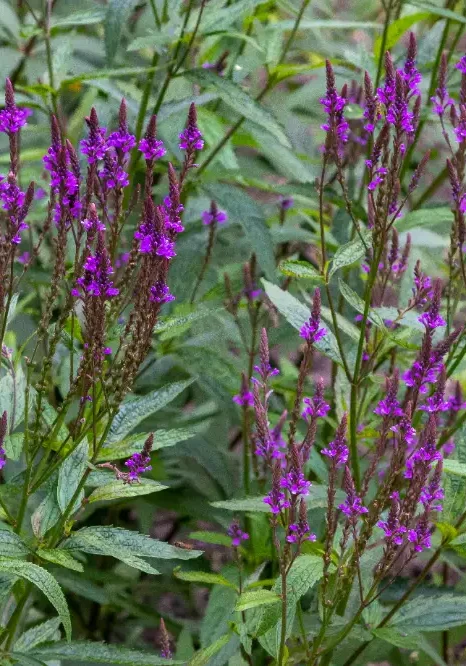 Blue vervain (Verbena hastata) with vertical clusters of small bluish-purple flowers on green stems.