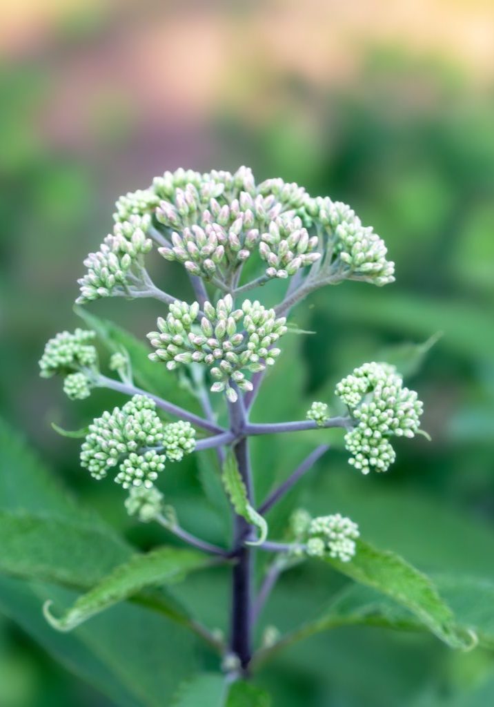 Boneset