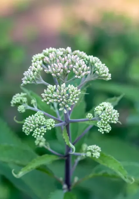 Boneset (Eupatorium perfoliatum) with clusters of small white flowers and green leaves.