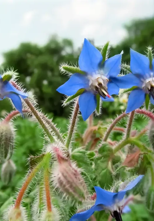 Borage plant with blue star-shaped flowers and fuzzy stems – Borago officinalis blooming in natural surroundings.