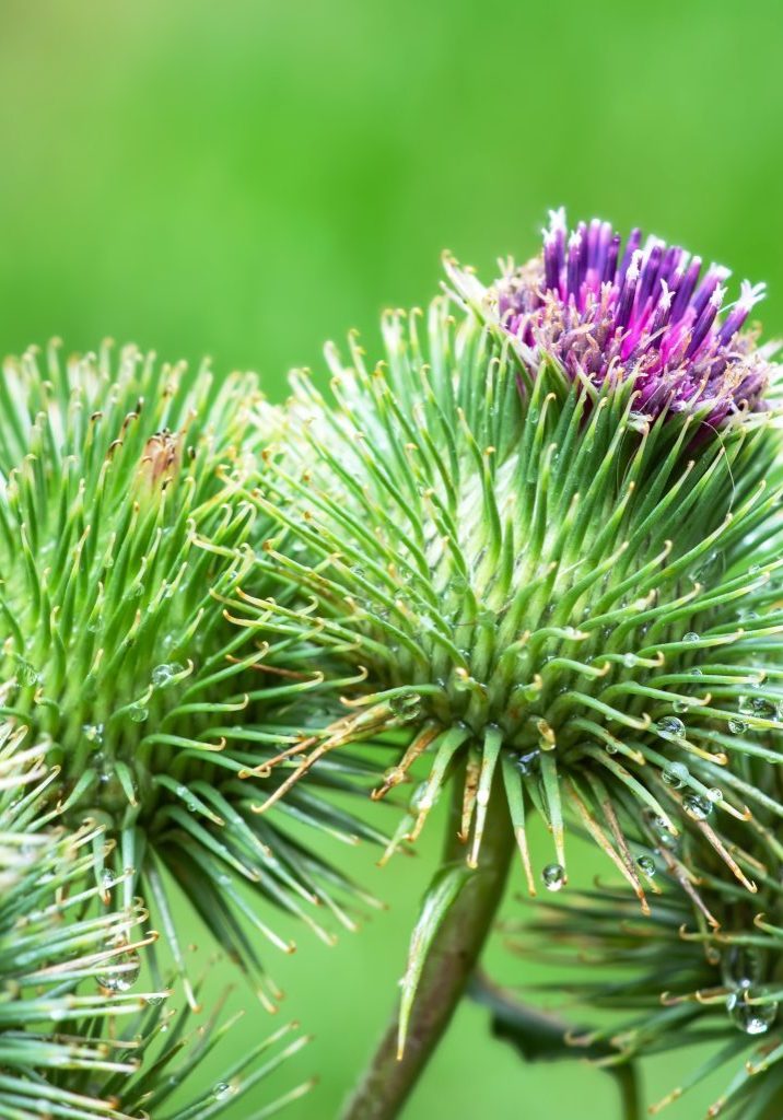 Burdock